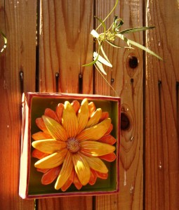 yellow daisy side view